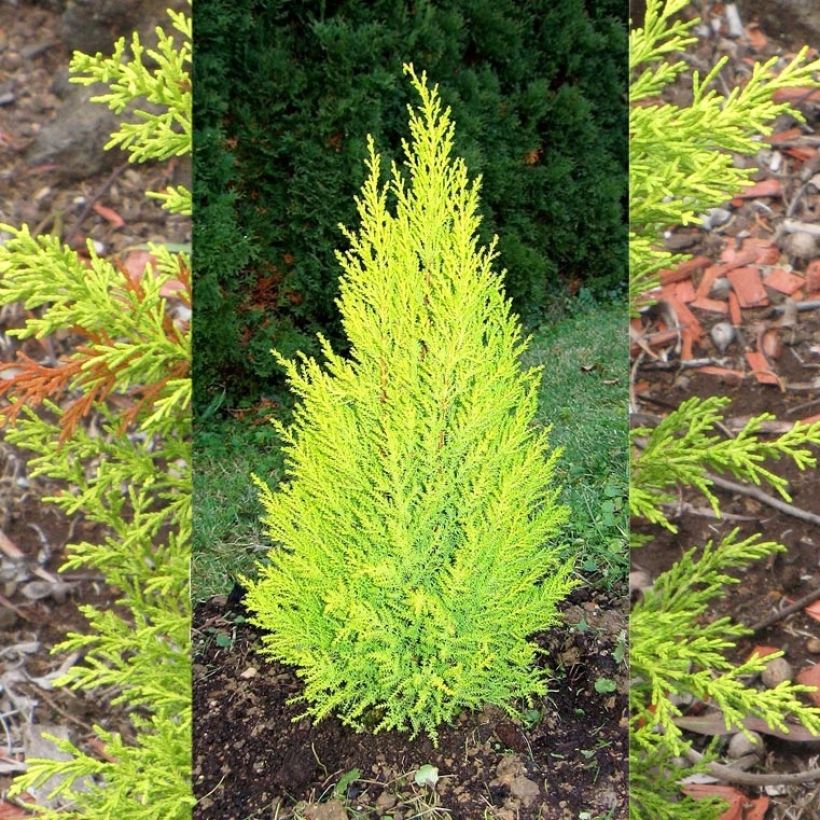 Cyprès de Lambert Wilma - Cupressus macrocarpa (Plant habit)