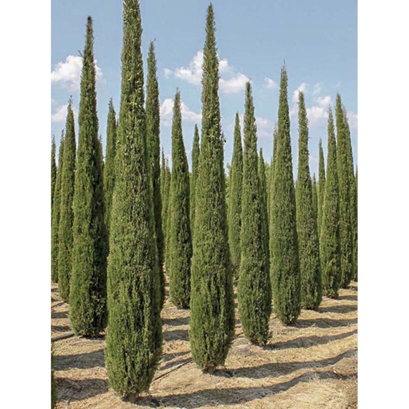 Cupressus sempervirens Garda - Cyprès d'Italie, de Provence (Plant habit)