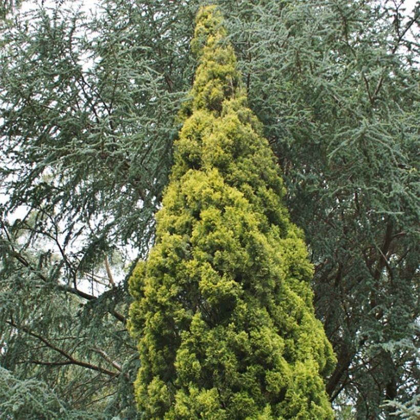 Cupressus sempervirens Swane's Golden - Cyprès de Provence doré (Plant habit)