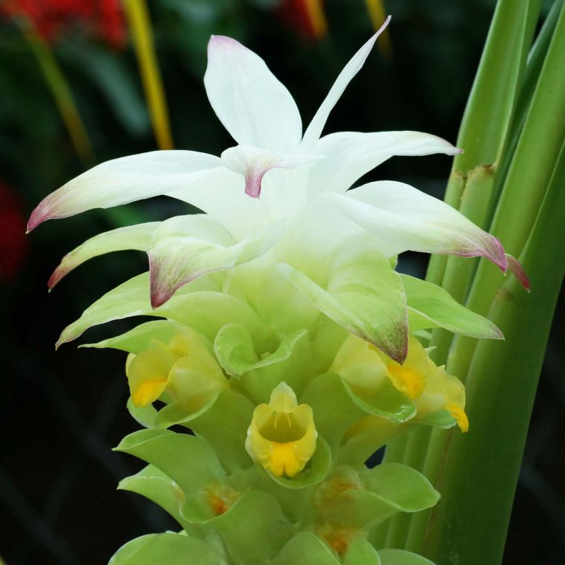 Curcuma longa - Curcuma curry (Flowering)