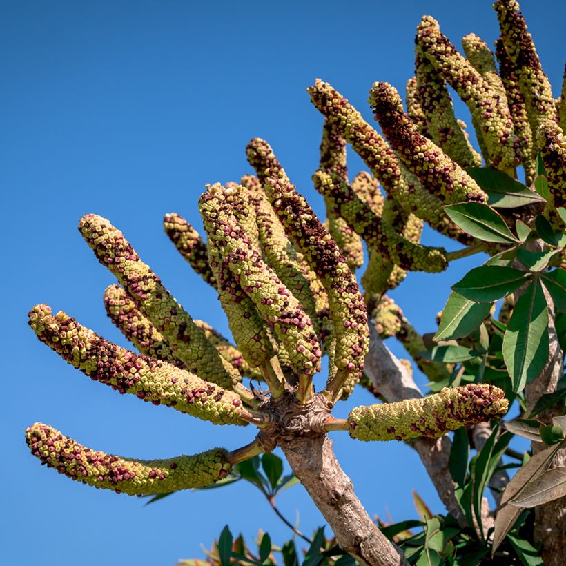 Cussonia spicata - Cussonia en épis (Harvest)