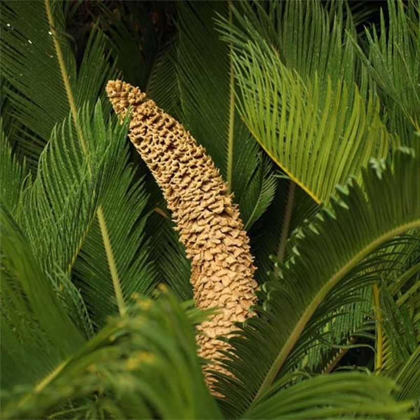 Cycas revoluta - Cycas du Japon (Flowering)