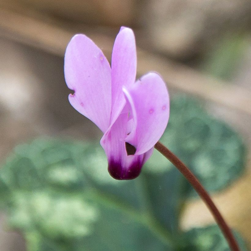 Cyclamen cilicium rose - Cyclamen de Cilicie (Flowering)