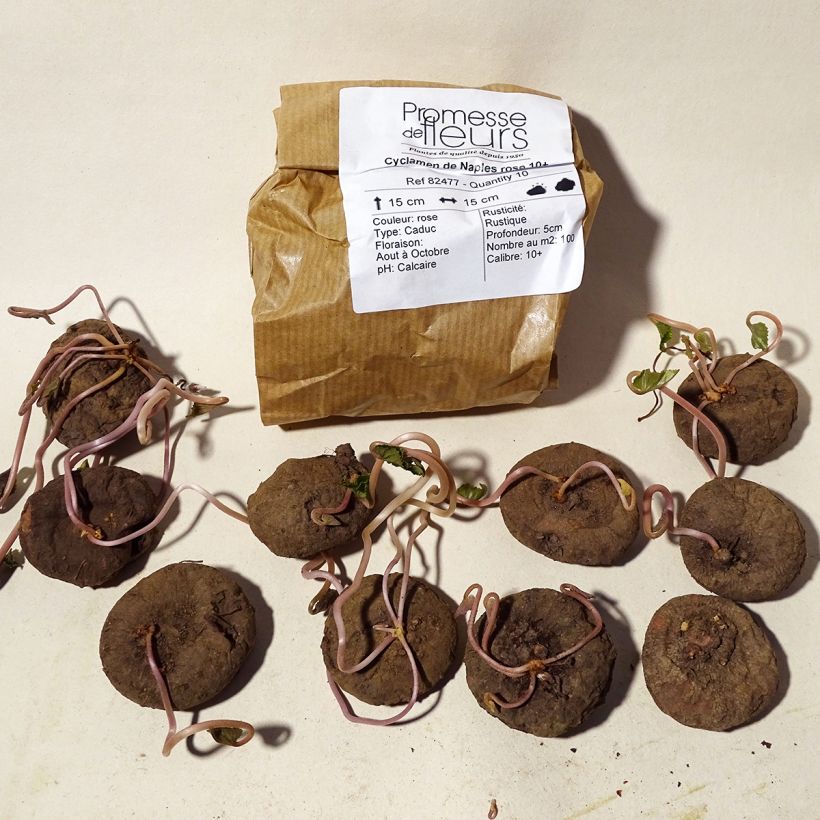 Example of Cyclamen de Naples rose Bulbe size 10+ as you get