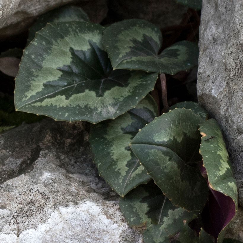 Cyclamen pseudibericum - Cyclamen de Turquie (Foliage)