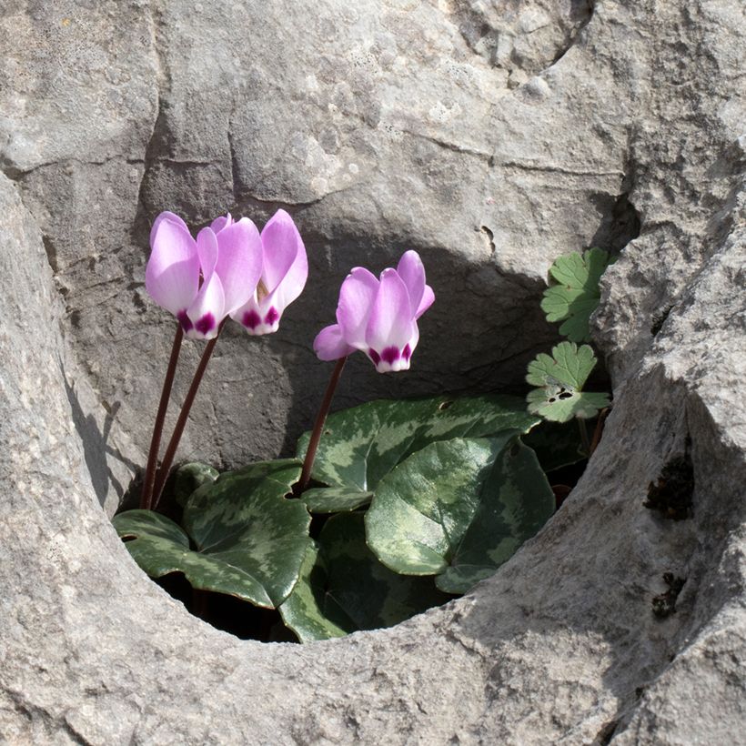 Cyclamen pseudibericum - Cyclamen de Turquie (Plant habit)