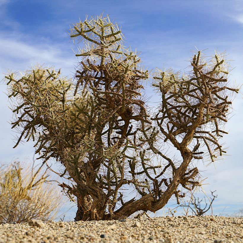 Cylindropuntia kleiniae - Opuntia ou oponce (Plant habit)