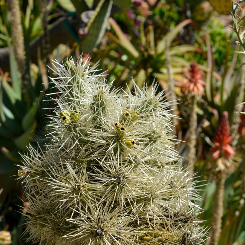 Cylindropuntia tunicata - Cholla (Foliage)