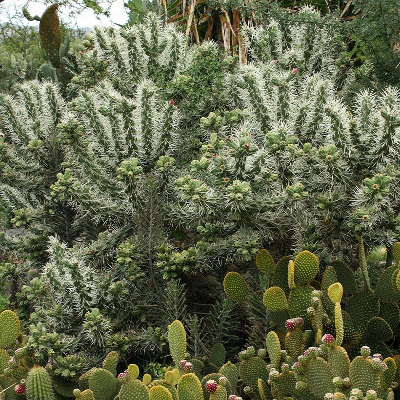 Cylindropuntia tunicata - Cholla (Plant habit)