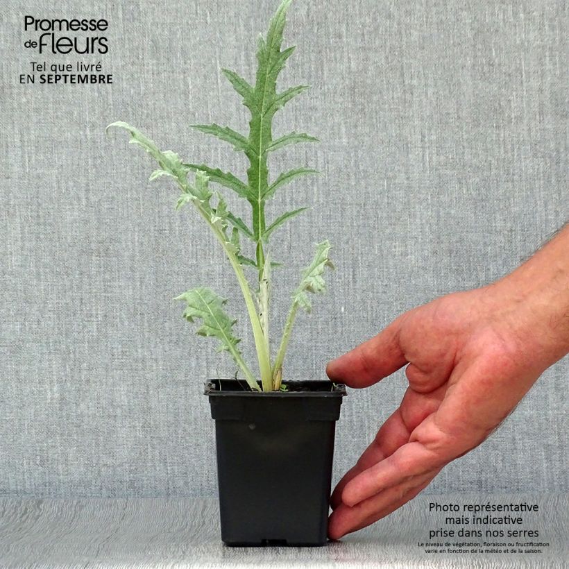 Example of Artichaut Gros Vert de Laon - Cynara scolymus Godet de 7/8 cm as you get in automne