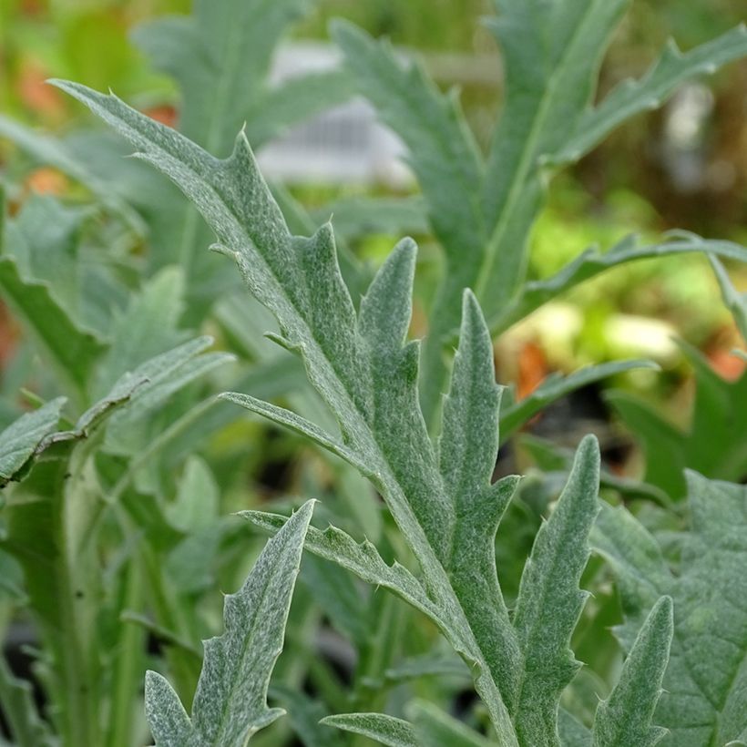 Artichaut Gros Vert de Laon - Cynara scolymus (Foliage)