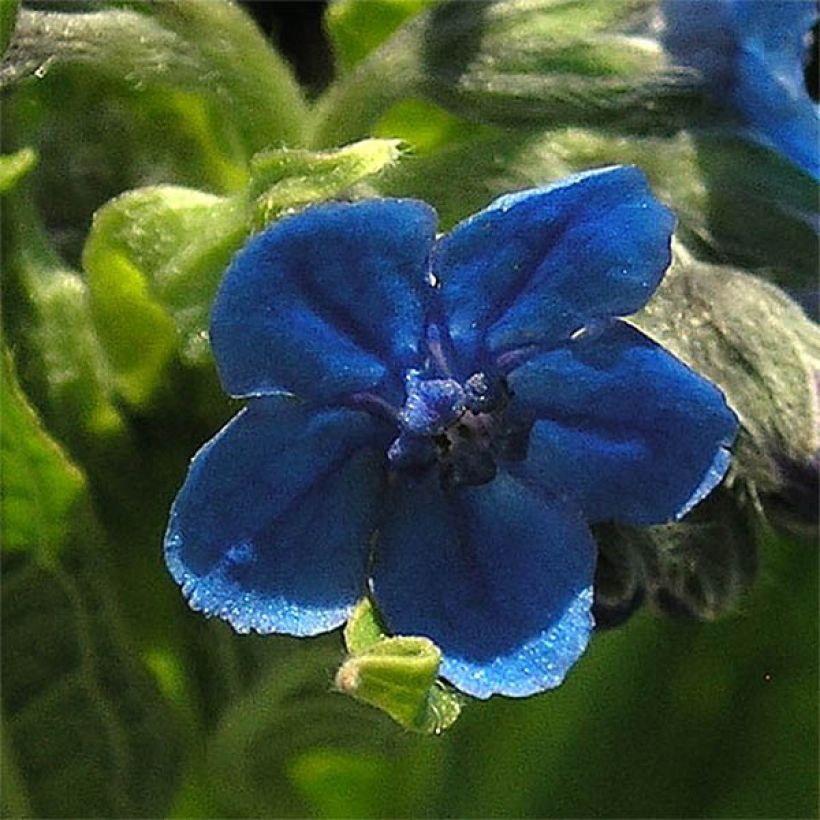 Cynoglossum nervosum - Langue de chien (Flowering)