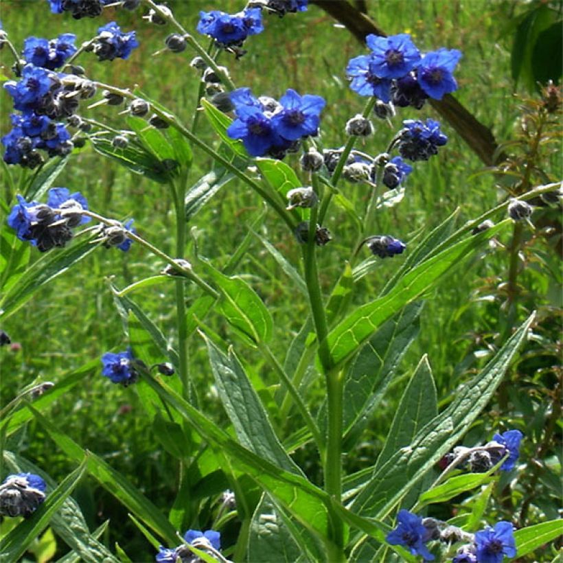 Cynoglossum nervosum - Langue de chien (Plant habit)