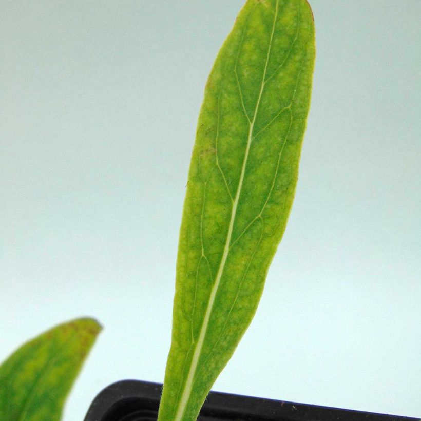 Cynoglossum nervosum - Langue de chien (Foliage)