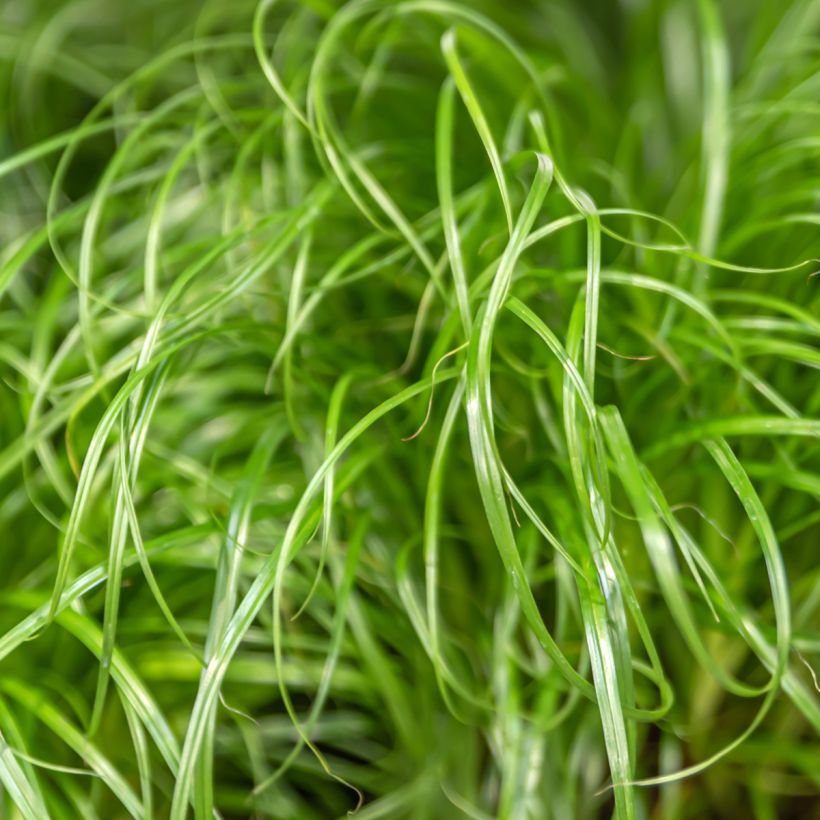 Graines de Papyrus des fleuristes - Cyperus alternifolius (Foliage)