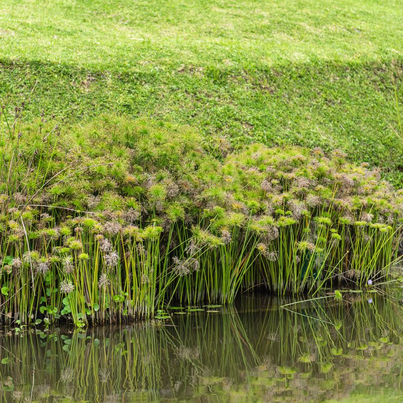Graines de Papyrus des fleuristes - Cyperus alternifolius (Plant habit)