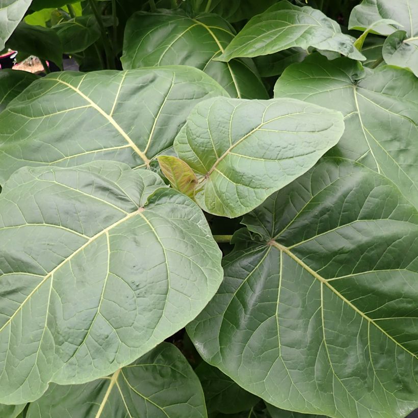Cyphomandra betacea Red - Tamarillo, Arbre à tomates rouges (Foliage)