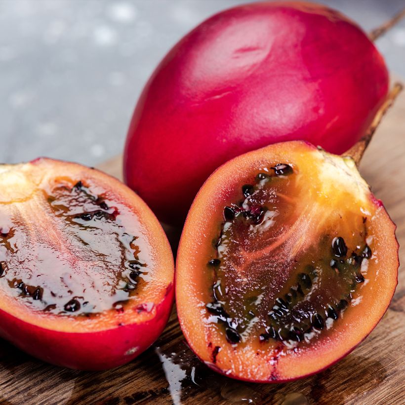 Cyphomandra betacea Red - Tamarillo, Arbre à tomates rouges (Harvest)