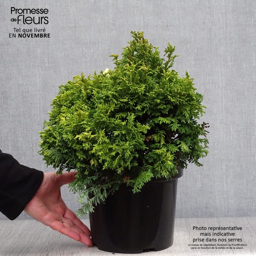 Example of Chamaecyparis pisifera Golden Pincushion - Cyprès Sawara Pot de 4L/5L as you get in automne