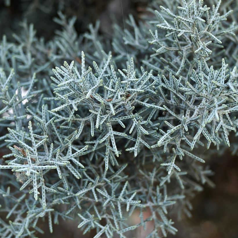 Cyprès de l'Arizona Fastigiata - Cupressus arizonica (Foliage)
