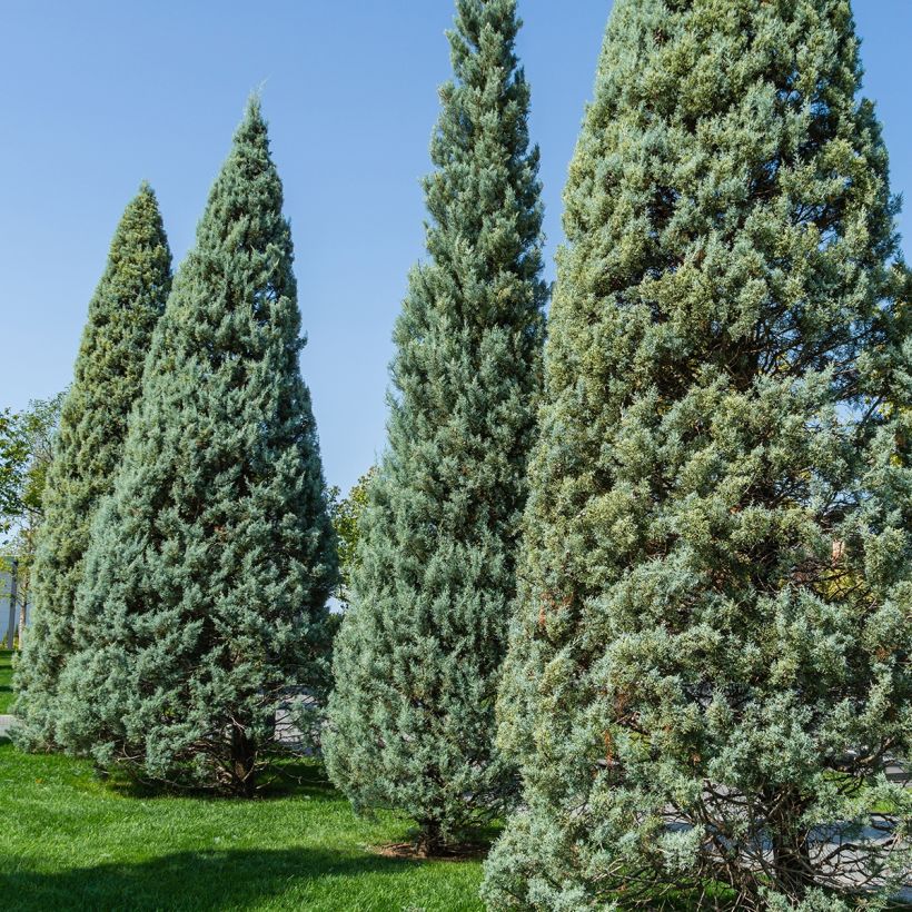 Cyprès de l'Arizona Fastigiata - Cupressus arizonica (Plant habit)