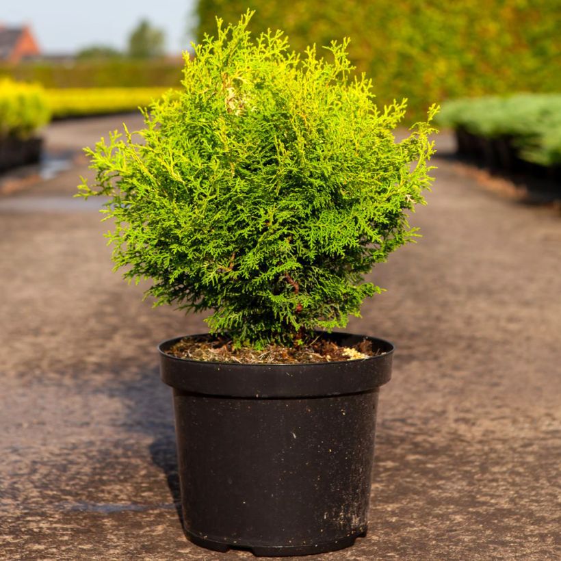 Cyprès hinoki du Japon - Chamaecyparis obtusa Lucas (Plant habit)