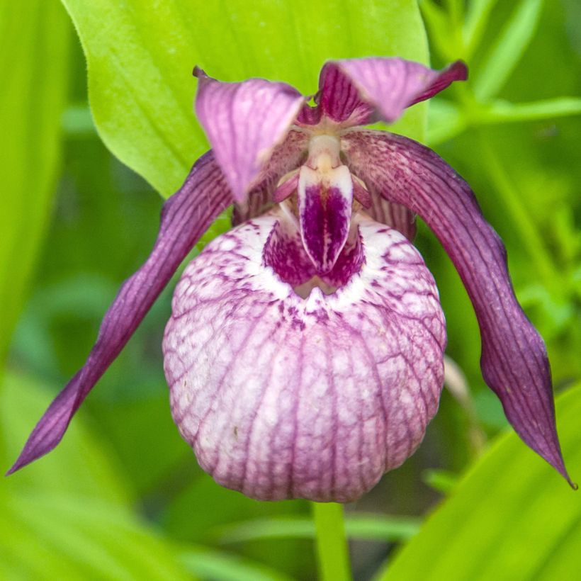 Cypripedium Lucy Pinkepank - Orchidée de jardin hybride, Sabot de Vénus (Flowering)