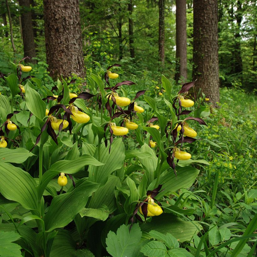 Cypripedium calceolus - Sabot de Venus (Plant habit)