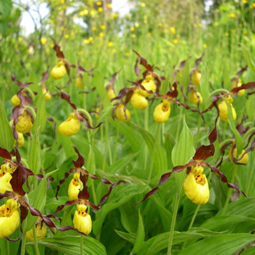 Cypripedium parviflorum var. parviflorum - Sabot de Venus (Plant habit)