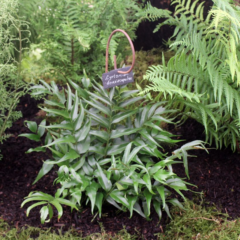 Cyrtomium devexiscapulae - Fougère (Plant habit)