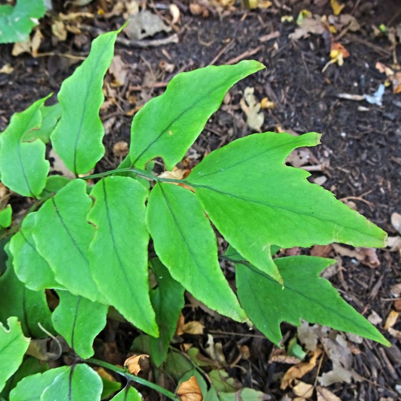 Cyrtomium fortunei - Fougère persistante (Foliage)