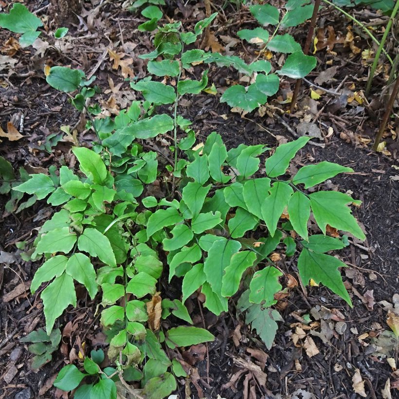 Cyrtomium fortunei - Fougère persistante (Plant habit)