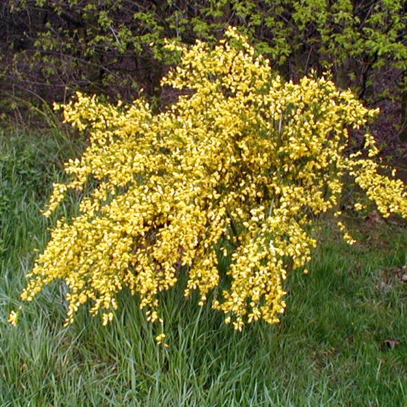 Genêt - Cytisus Golden Sunlight (Plant habit)