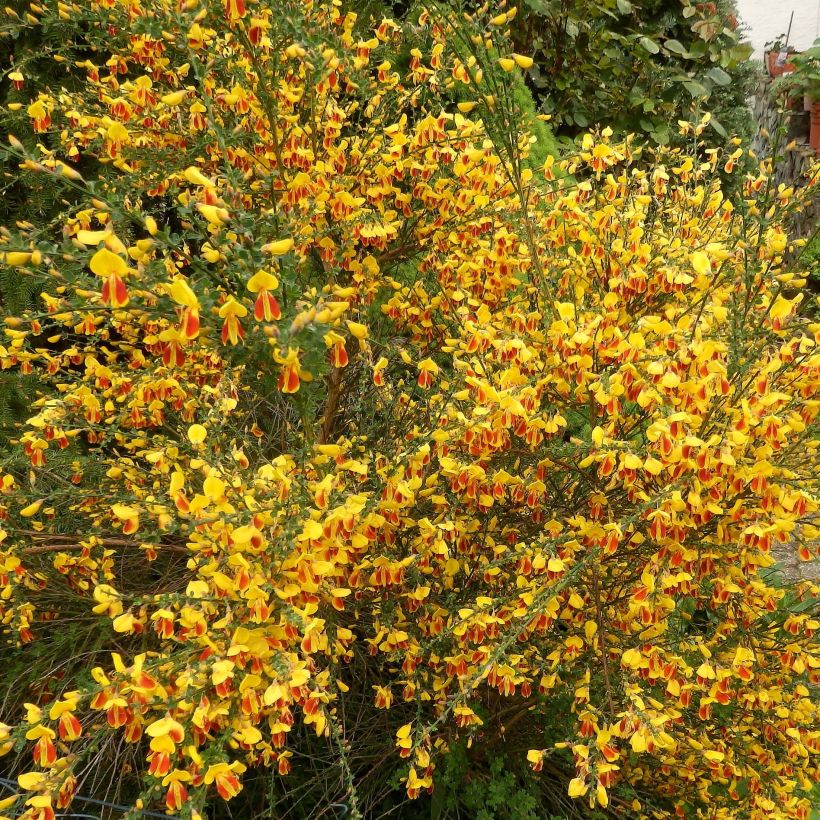 Genêt - Cytisus scoparius Palette (Flowering)