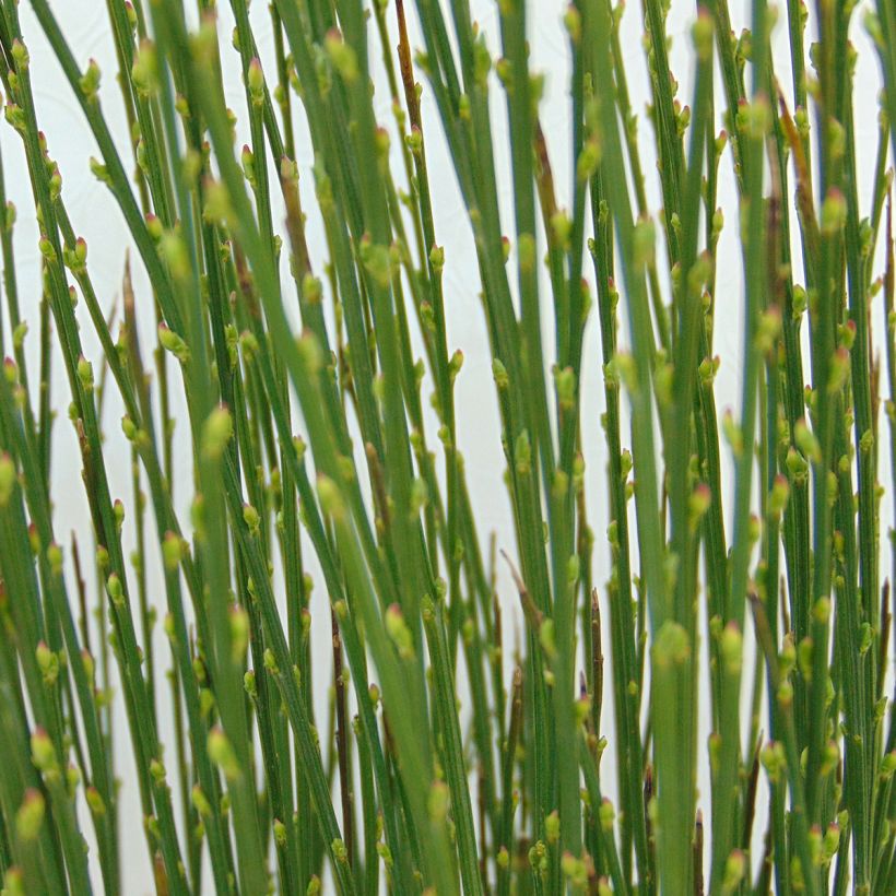 Cytisus scoparius Apricot Gem - Genêt à balais (Foliage)