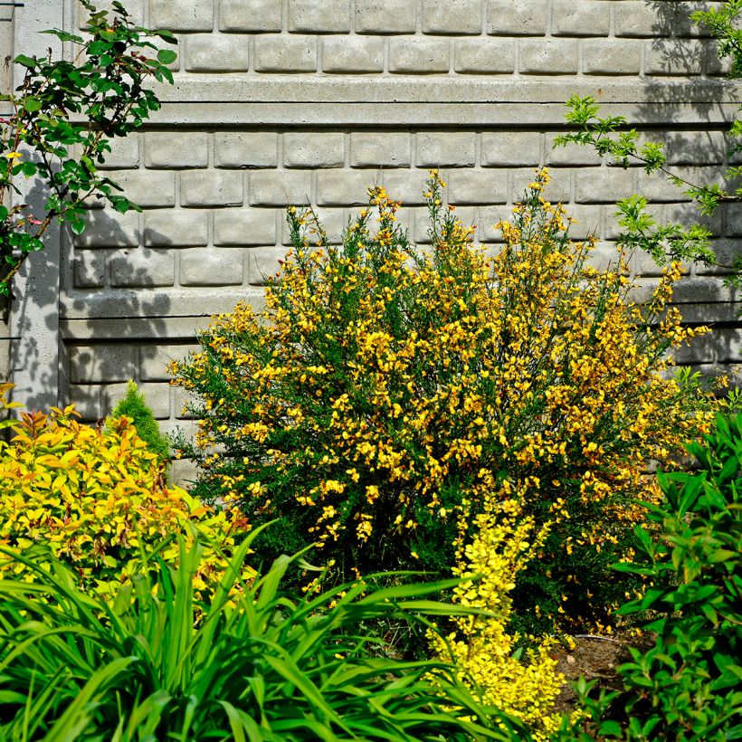 Cytisus scoparius Apricot Gem - Genêt à balais (Plant habit)