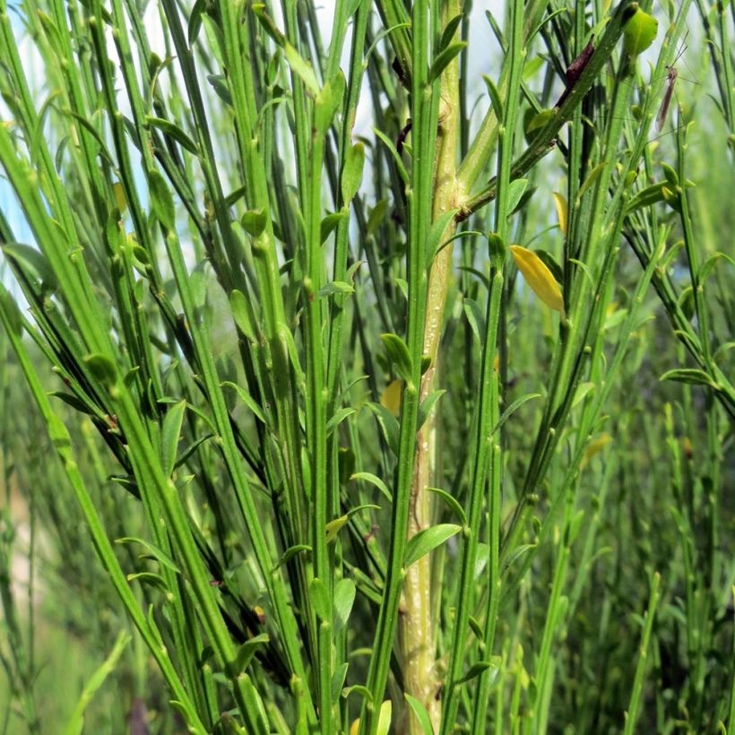 Genêt à balais - Cytisus scoparius Burkwoodii (Foliage)