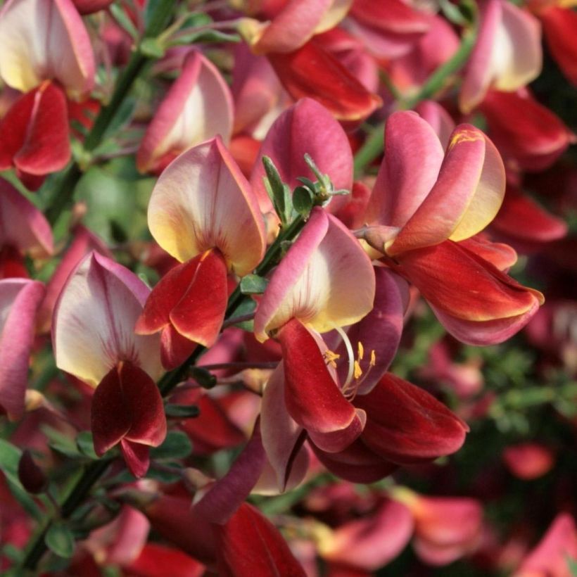 Genêt à balais - Cytisus scoparius Roter Favorit (Flowering)