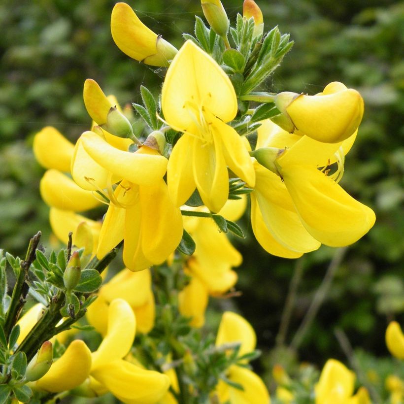 Genêt à balais - Cytisus scoparius Vanesse (Flowering)