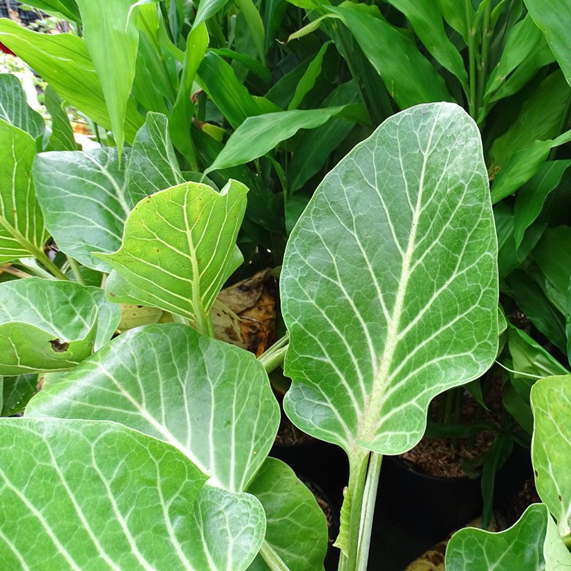 Dendroseris litoralis (littoralis) - Arbre chou  (Foliage)