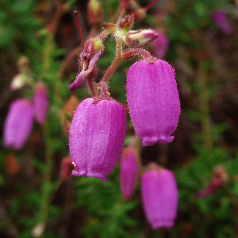 Daboecia cantabrica - Bruyère de Saint Daboec (Flowering)