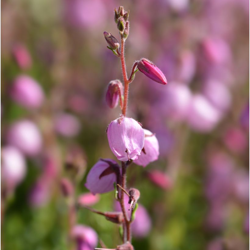 Daboecia cantabrica Globosa Pink - Bruyère de Saint Daboec (Flowering)