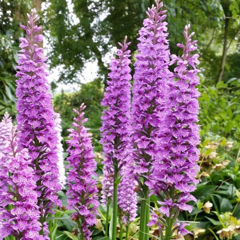 Dactylorhiza praetermissa - Orchis négligé (Flowering)