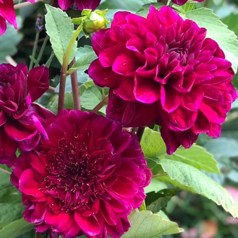 Dahlia anémone Purple Bouquet (Flowering)