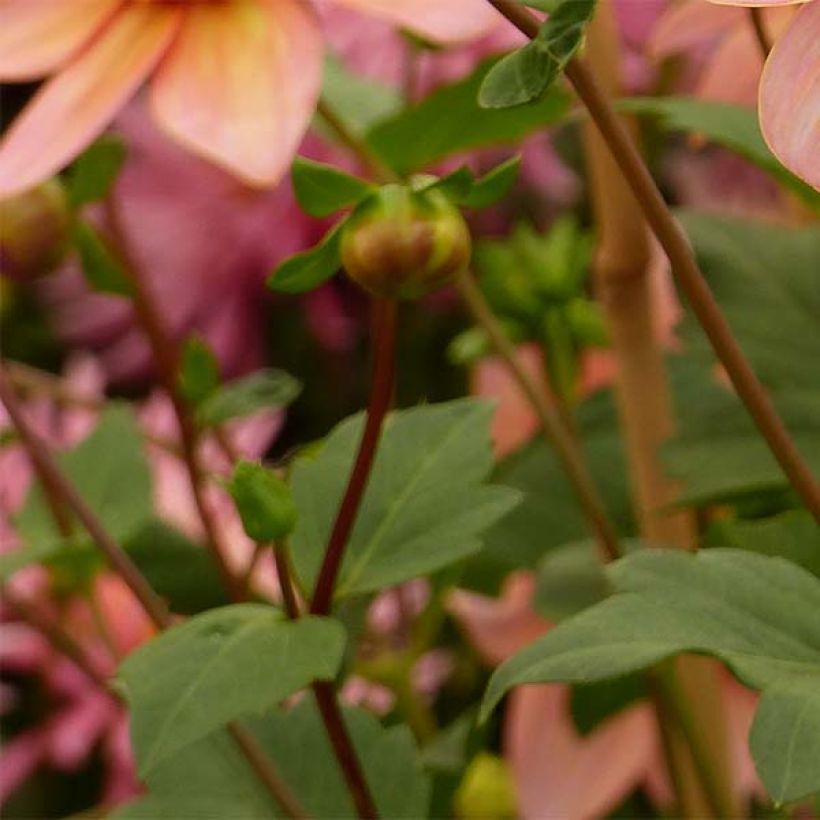 Dahlia anémone Totally Tangerine (Foliage)