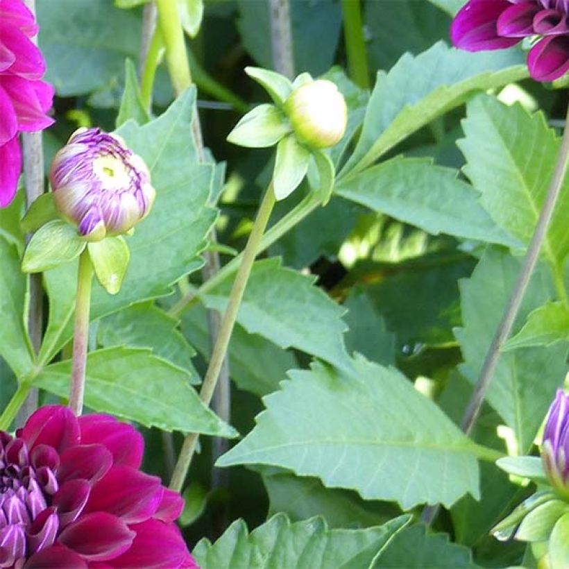Dahlia décoratif Duke Duweno (Foliage)