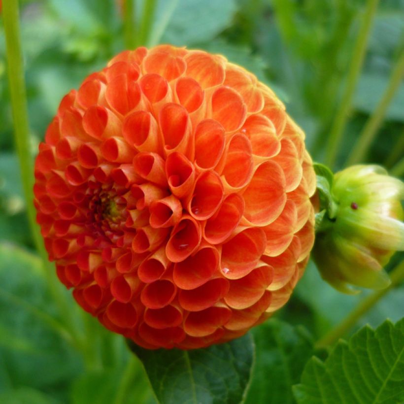 Dahlia balle Bantling (Flowering)