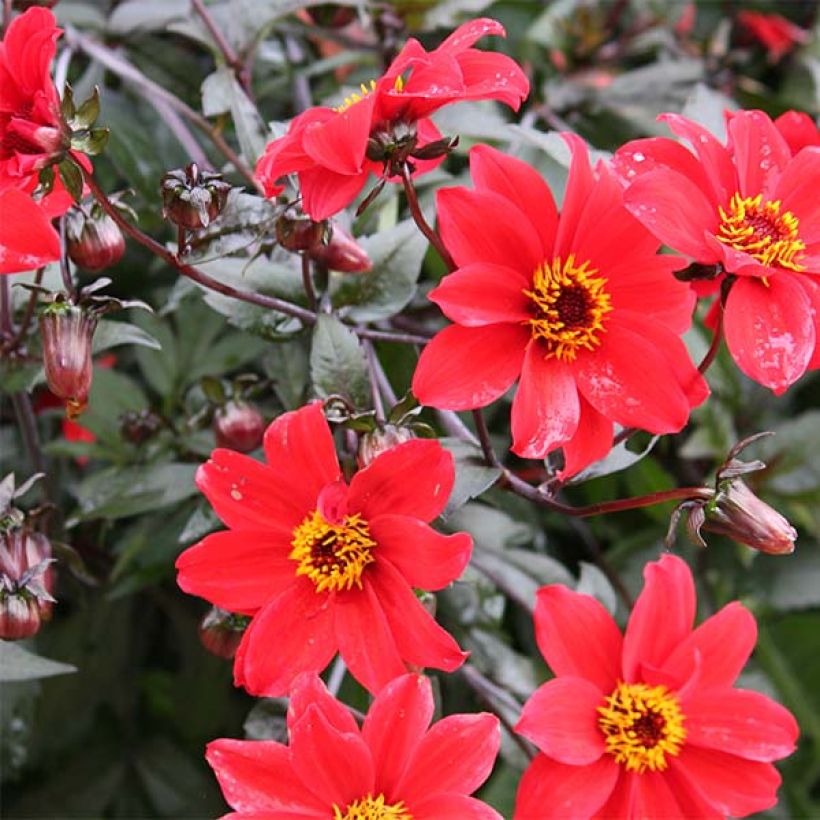 Dahlia paysage Bishop of Lancaster (Flowering)