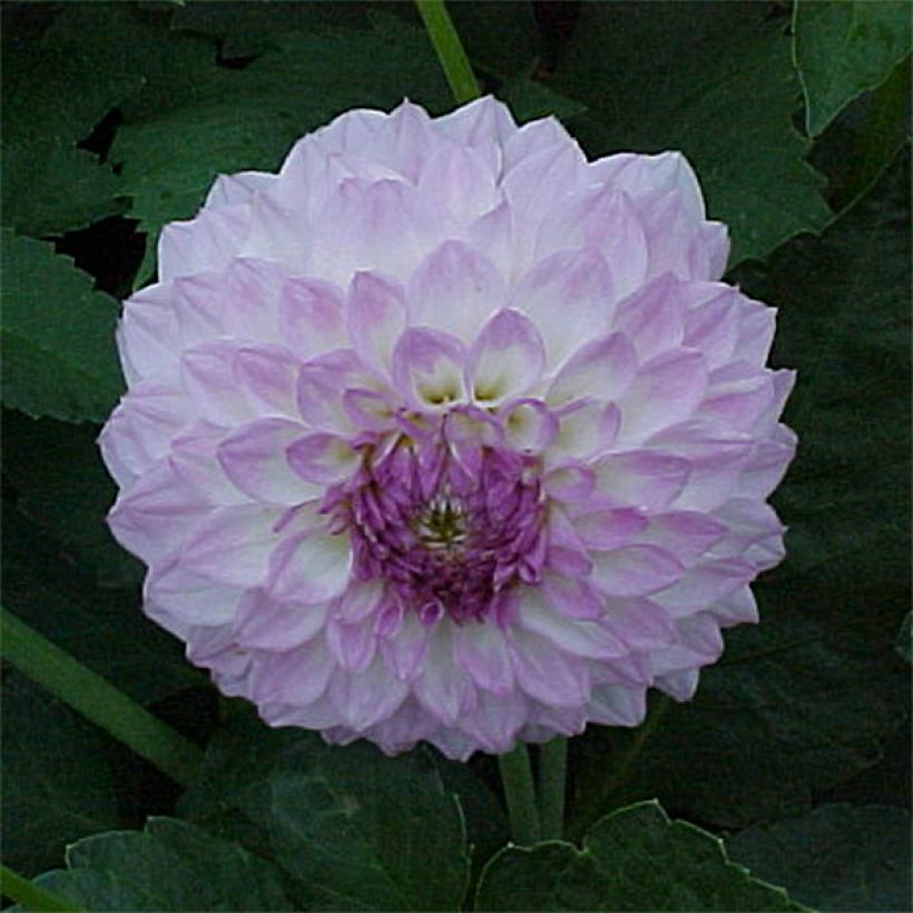 Dahlia décoratif Bistro* (Flowering)