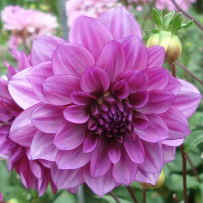 Dahlia décoratif Blue Bell (Flowering)